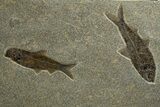 Plate of Five Large Fossil Fish (Knightia) - Wyoming #328084-3